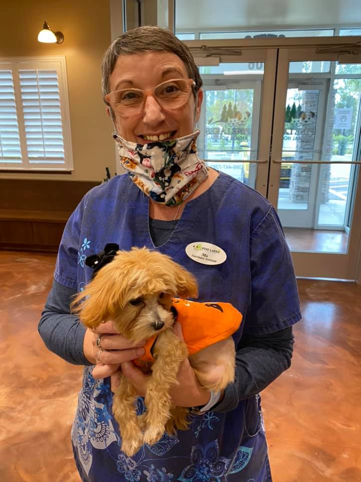Poisonous Plants Pine Lakes Animal Hospital about-cottonwood-hill-farm